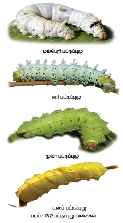 பட்டுப்புழு வளர்ப்பு (Sericulture) | Sericulture | in Tamil