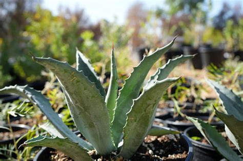 Agave americana: Century Plant Succulents for Rocky Gardens – Bonte Farm