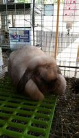 Image result for Sable Holland Lop Bunnies