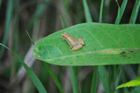Celebrating Spring Amphibians - Michigan Audubon