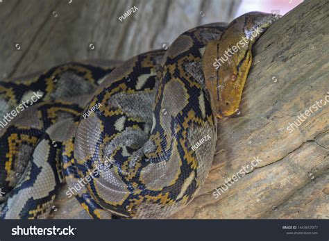Image result for Burmese Python Head