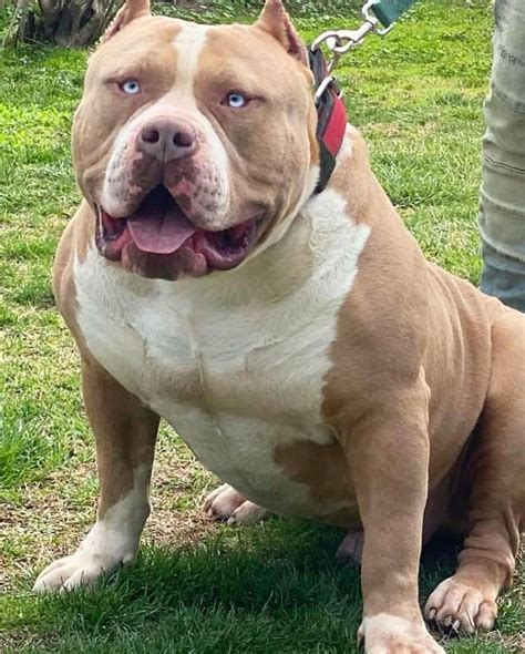 American Bully Xtreme