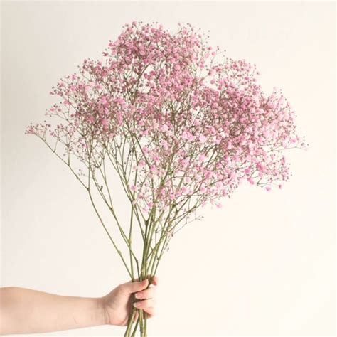 Gypsophila Aka Baby’s Breath Is the All Time Favorite Filler Flower ...