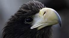 iphone black eagle wallpaper hd black eagle hd wallpaper and background image iphone black eagle wallpaper hd black eagle hd wallpaper and background image