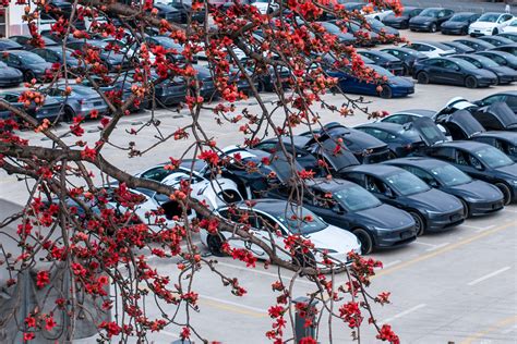 Tesla Model 2 的图像结果