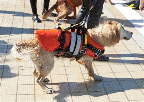 搜救犬一般是什么品种 5种适合搜救犬品种-优刊号