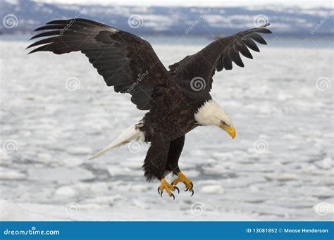 Bald Eagle catching fish stock photo. Image of leucocephalus - 13081852