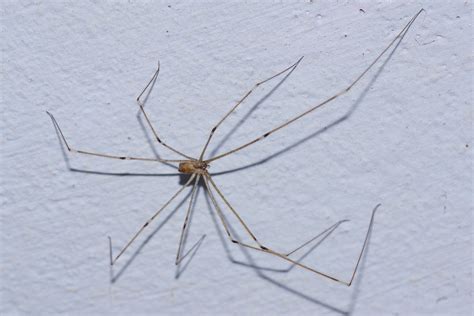 Daddy Long Leg Spider - These spiders are different to the original ...