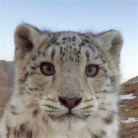 Pin by Kierralove on Mood+Memes & Quotes | Cute animals, Cute wild ...