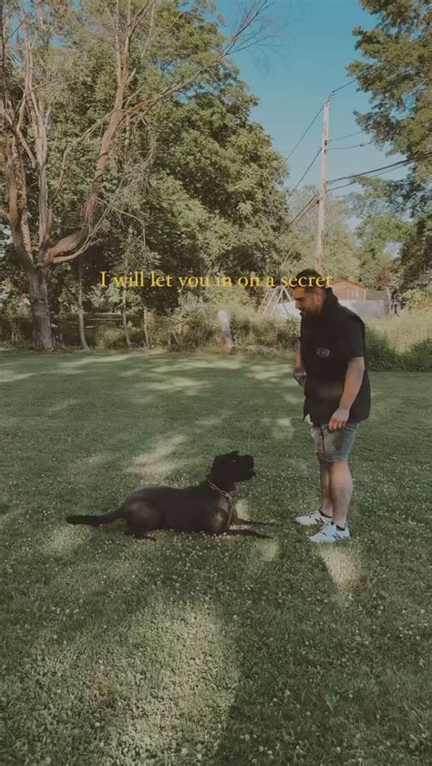 Black Beard K9 Solutions | Rochester NY