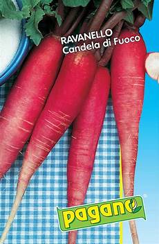 ravanello candela di ghiaccio pagano costantino f lli srl produzione e vendita ravanello candela di ghiaccio pagano costantino f lli srl produzione e vendita
