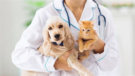 Silver Spring, MD 20904 Veterinary Services | Fairland Animal Hospital