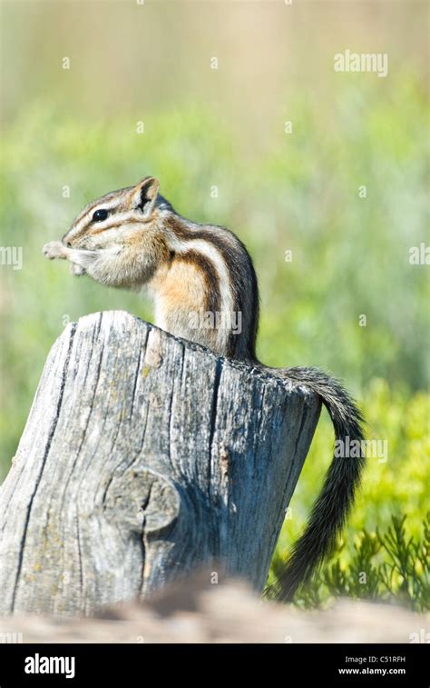 Image result for Digesting Chipmunk