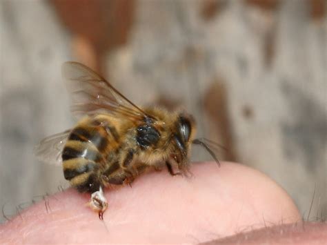 Honeybees die after stinging, why? | Earth | EarthSky