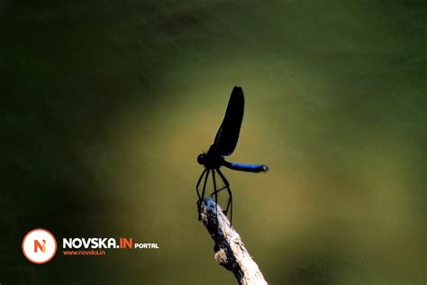 SVJETLOPISI – ljetna idila uz rijeku Savu - Zanimljivosti - Novska.IN ...