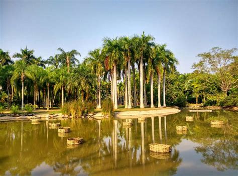 2021西双版纳热带雨林自然保护区游玩攻略,公园内最有特色的便是孔雀放...【去哪儿攻略】
