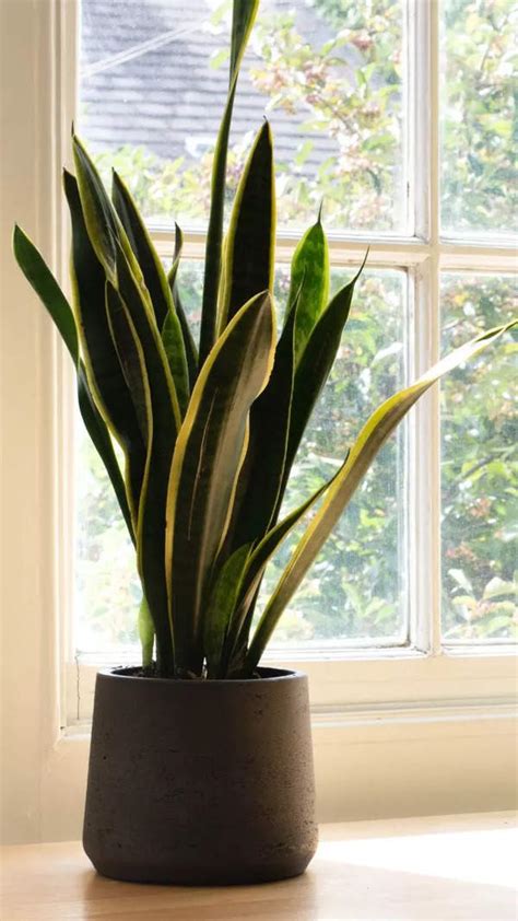 The Dawn of Civilization: 6 earliest human civilisations on Earth