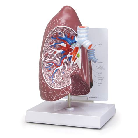 Buy Lung Model, Replica for Human Anatomy and Physiology Education ...