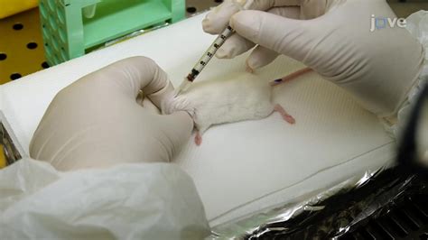 Image result for Intraperitoneal Inoculation Mouse
