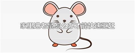 家里有老鼠怎么办：只需一招老鼠不敢进门（图）_知秀网