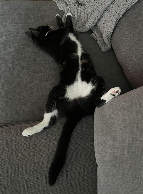 Adopted barely six hours ago | Scrolller