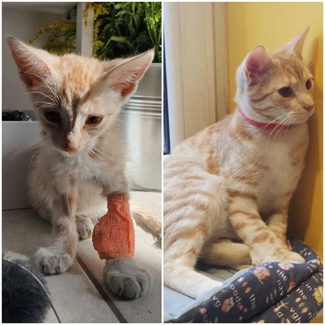 Fenek - six months ago and today. : r/BeforeNAfterAdoption