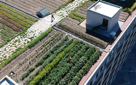 Innovative Approaches to Urban Farming | Green City Times