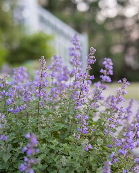 Discovering Nepeta (Catmint) – A Captivating Shrub for Your Garden ...