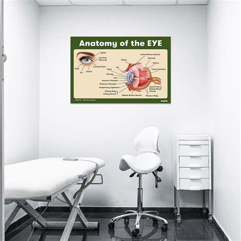Anatomy of the Eye Chart Poster | Human Eye Diagram & Labeled Structur ...