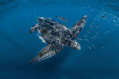 How Long Can Sea Turtles Hold Their Breath? — The State of the World's ...