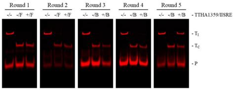 Discovering the DNA-Binding Consensus of the Thermus thermophilus HB8 ...