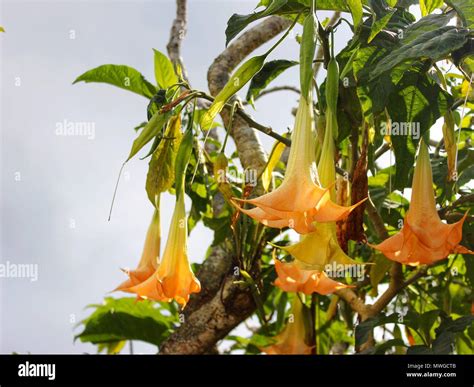 Beautiful yellow orange upside down flowers Stock Photo - Alamy