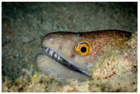 Utilization of Function Generation Synthesis on Biomimetics: A Case ...