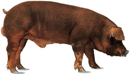 Duroc | breed of pig | Britannica.com