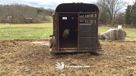 Image result for Loading Goats On Trailer