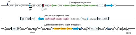 Variability in Assembly of Degradation Operons for Naphthalene and its ...