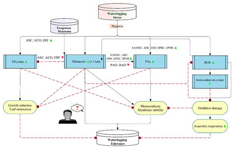 Melatonin-Induced Water Stress Tolerance in Plants: Recent Advances