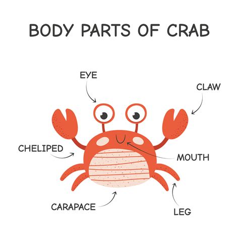 Parts Of Crab Legs at James Goldsbrough blog