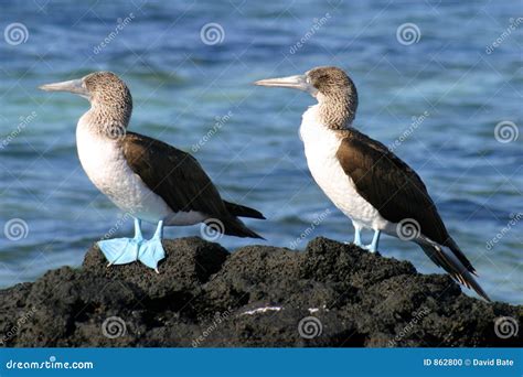 Pair of Blue Footed Boobies Stock Photo - Image of rocks, footed: 862800