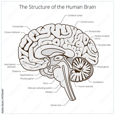Image result for Brain