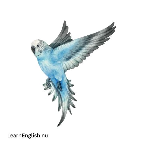 Bird Names in Spanish: 77 Birds in Spanish to English - learn spanish
