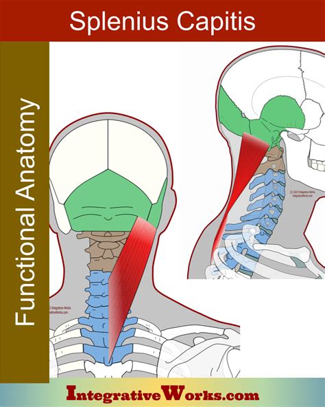 Splenius 的图像结果