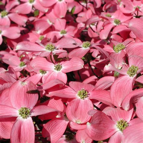 Pink Flowering Dogwood Cornus Florida Rubra | Best Flower Site