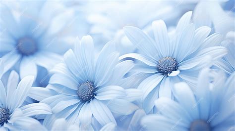 Premium Photo | Garden dusty blue flowers
