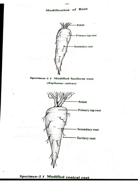 Class -Vll (L-12)Diagrams of Vegetative Reproduction | PDF