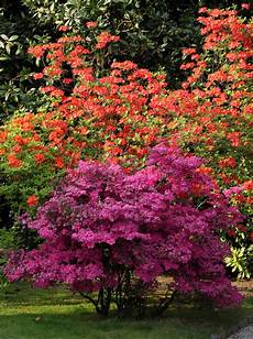 fiori azalee arbusti da fiore dell azalea immagine stock immagine di fiori azalee arbusti da fiore dell azalea immagine stock immagine di
