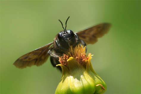 What Is Carpenter Bee Season at Keith Ramsay blog