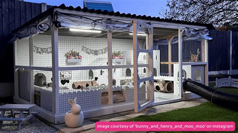 Creating the ideal home for your rabbits - PDSA