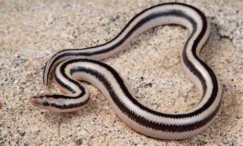 Rosy Boa Animal Facts - Lichanura trivirgata, Lichanura orcutti - A-Z ...