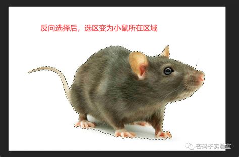 记忆不靠谱: 科学家成功给小鼠移植虚假记忆-观察-生物探索